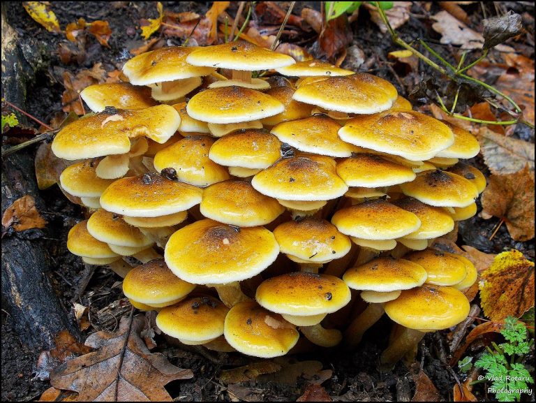 Armillaria Mellea Plant Pests