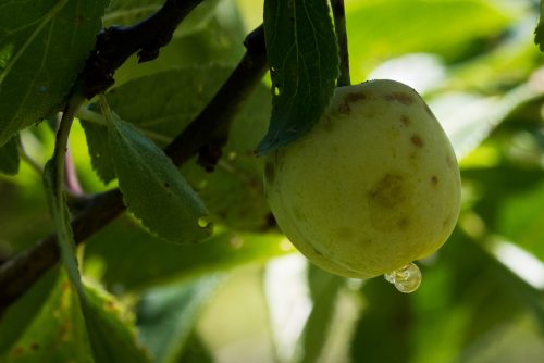recognize drop of sugar or resin to ripening plum