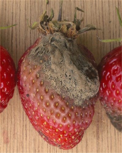 recognize diseases strawberry