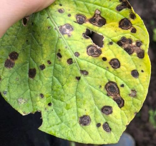 Control of alternaria on plants