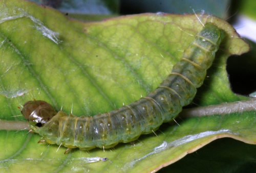 recognize larvae carnation tortrix