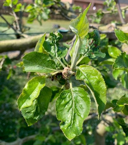 recognize frost damage to apple tree