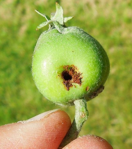 Herkennen schade vruchtbeginsel appel