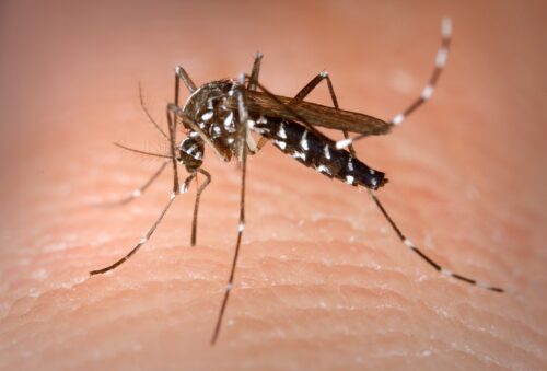 recognize Asian tiger mosquito