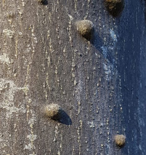 Recognize Bark nodules on the trunk