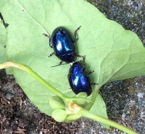 recognize blue mint beetle