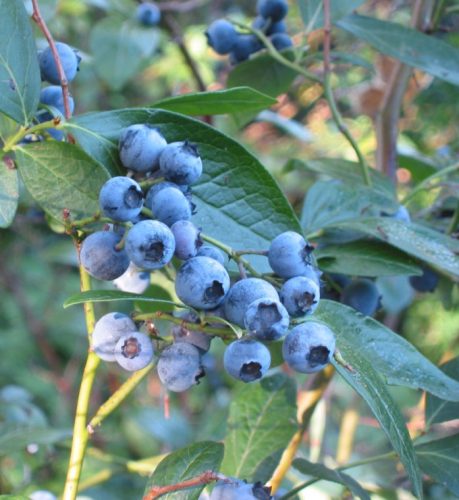 recognize blueberry (northern highbush blueberry)