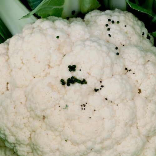 Green small balls on cauliflower