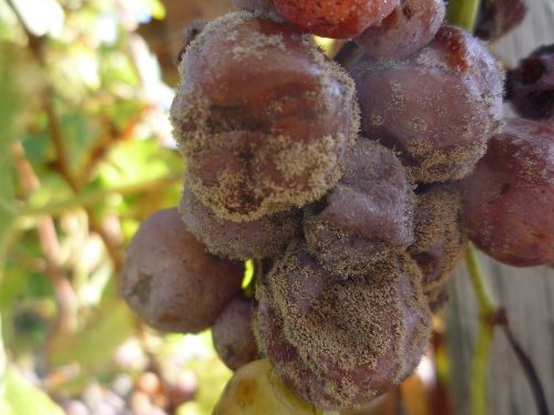 recognize gray mold on grape