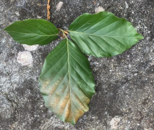 Leaf discolors to bronze under the influence of sunlight