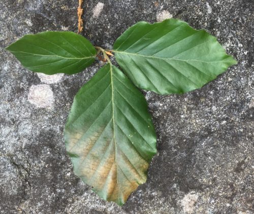 Blad verkleurt onder invloed van zon naar brons