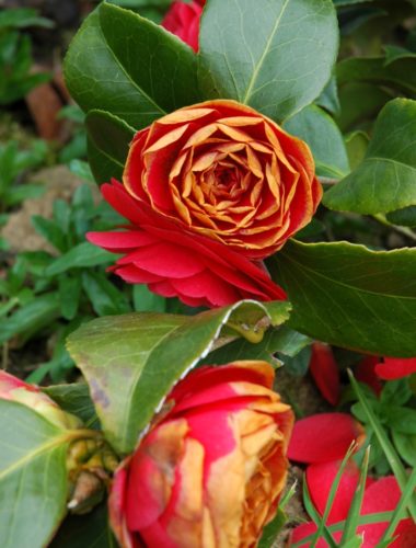 recognize frost damage to flowers Camelia