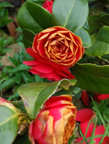 herkennen vorstschade aan bloemen Camelia