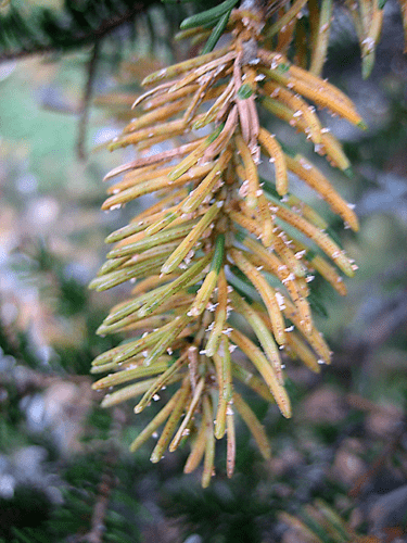 recognize mealybug on Norway spruce