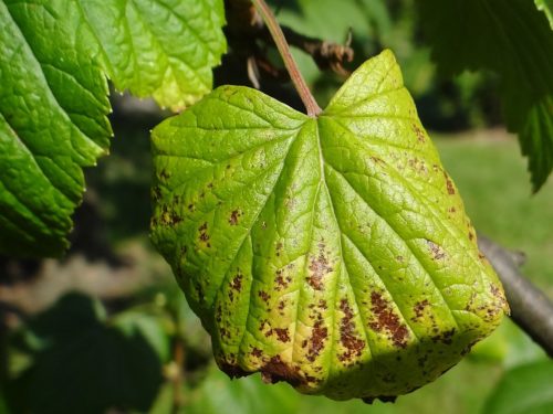 recognize Currant and gooseberry leaf spot