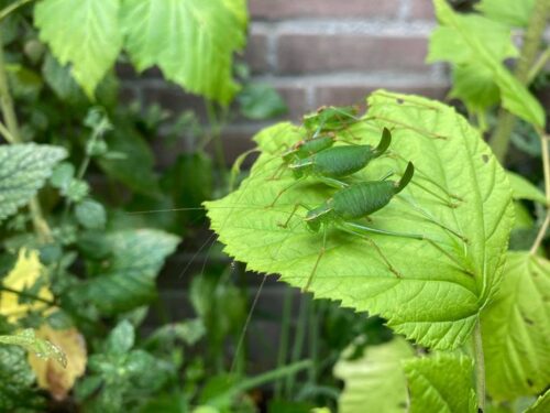 recognize grasshoppers