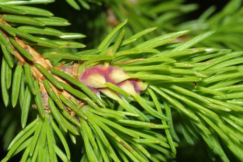 Galls on Norway spruce