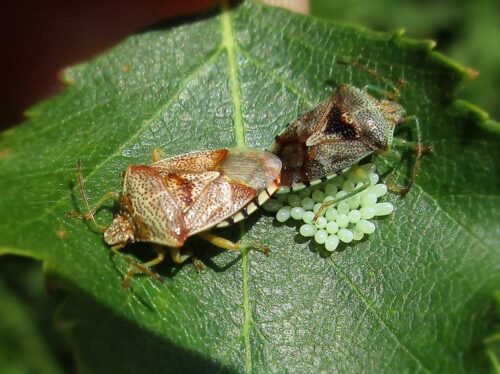recognize bugs on birch