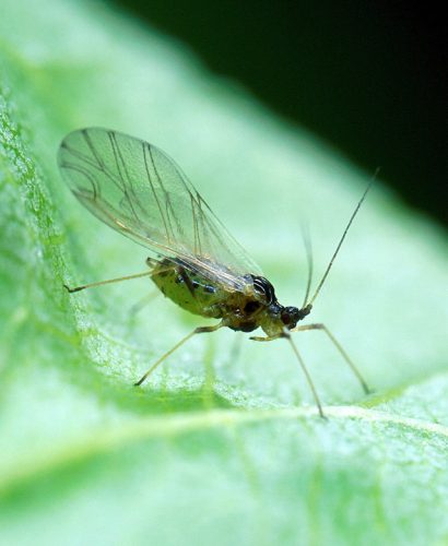 Peach aphid on leaf, control, plant pest