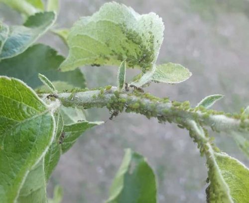 recognize aphids on apple tree