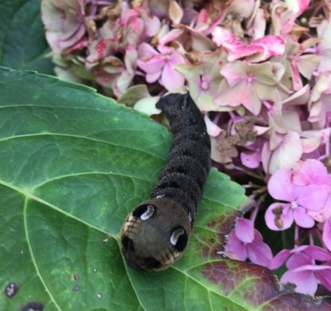 Recognize caterpillar elephant hawk moth