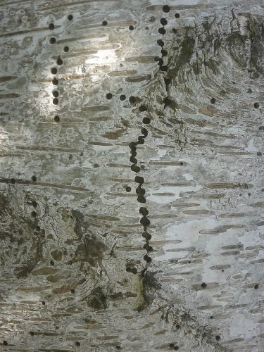 recognizing birch sapwood borer feeding tracks