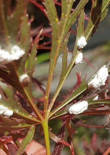 recognize scale insects on maple (Acer)