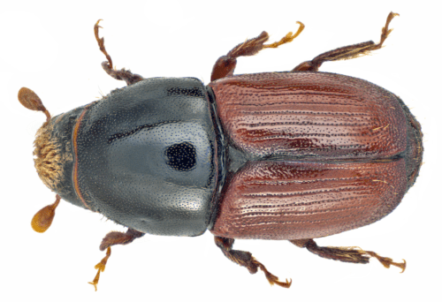 Recognize large elm bark beetle
