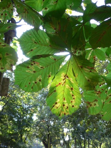 recognize damage Horse chestnut leaf miner