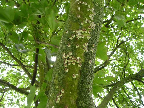 recognizing horse chestnut scale