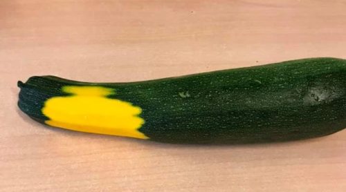Zucchini with two colors