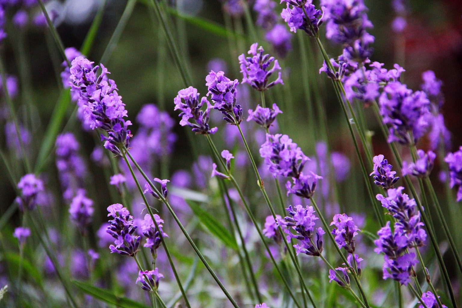 Lavendel - Plant En Plagen