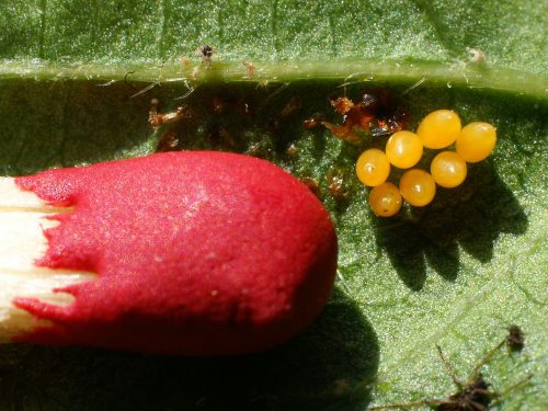 recognize eggs ladybird