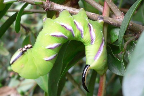 recognizing caterpillar privet hawk