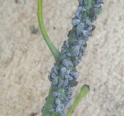 recognizing aphids on cabbage