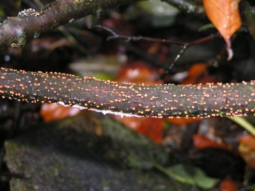 Recognize coral spot (Nectria cinnabarina)