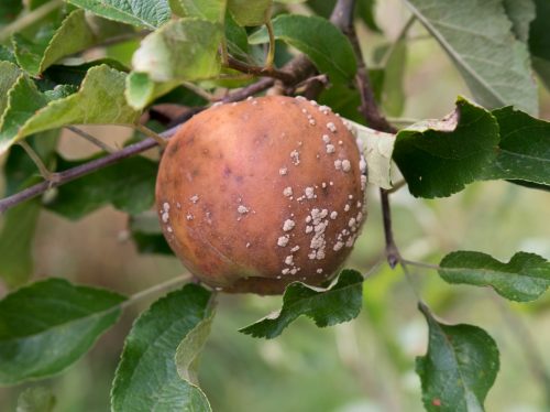 recognize Brown rot