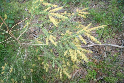 Recognize rust on Norway spruce, Christmas tree