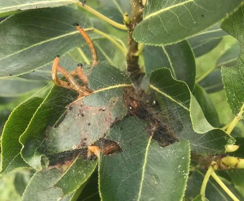 recognize caterpillars on pear tree