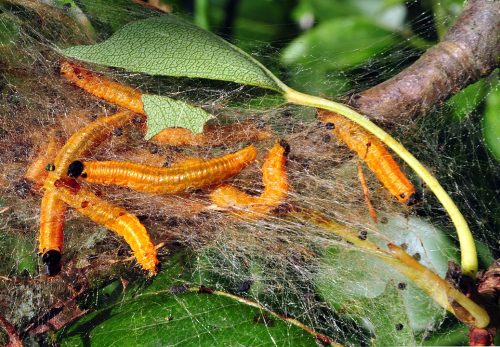 recognize larvae Social Pear Sawfly