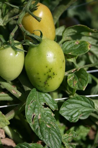 Pseudomonas ssp - Plant Pests