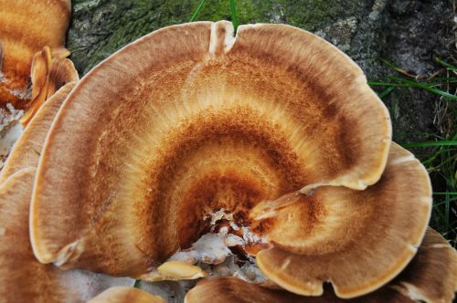 recognise giant polypore