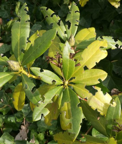 recognize damage to rhododendron
