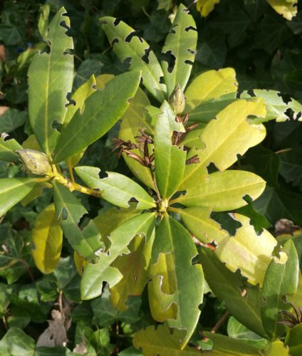 herkennen schade aan rododendron