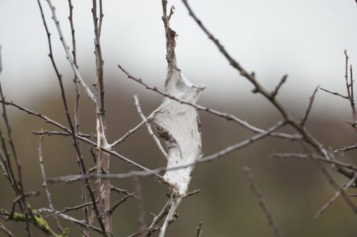 recognize spider nests