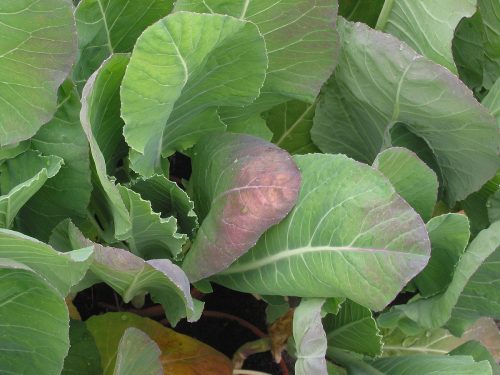 recognize Nitrogen deficiency cabbage