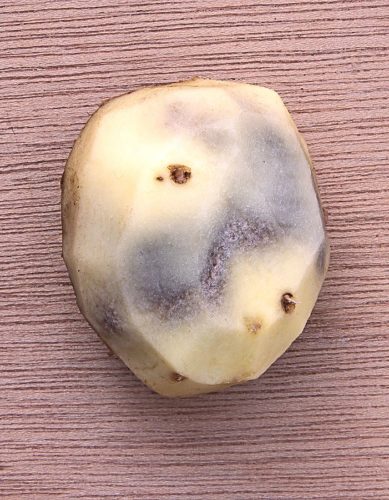 recognize Potato bruising