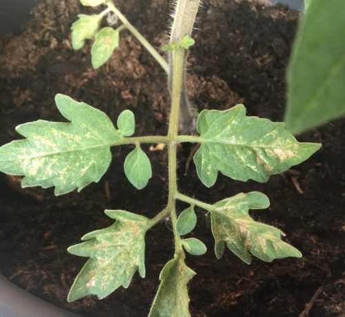 herkennen oorzaak gele vlekken op tomatenplant