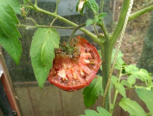 Aangevreten tomaten