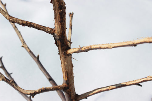 recognize damage to branches
